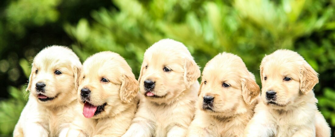 Why We Started MyPawsSavvy