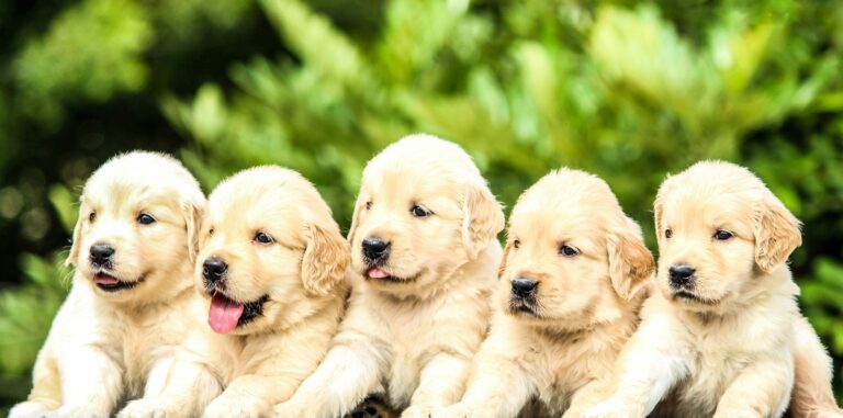 Why We Started MyPawsSavvy