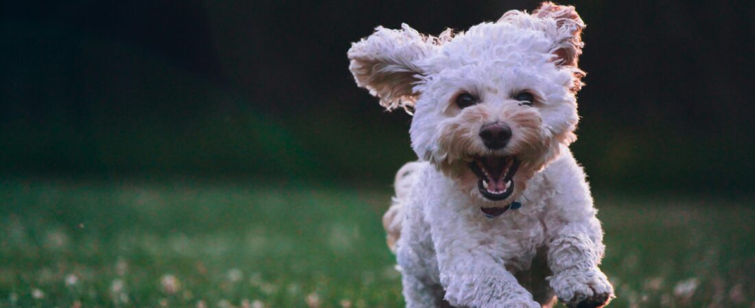 The 10 Best Dog Breeds for Apartments (That Actually Make Sense)
