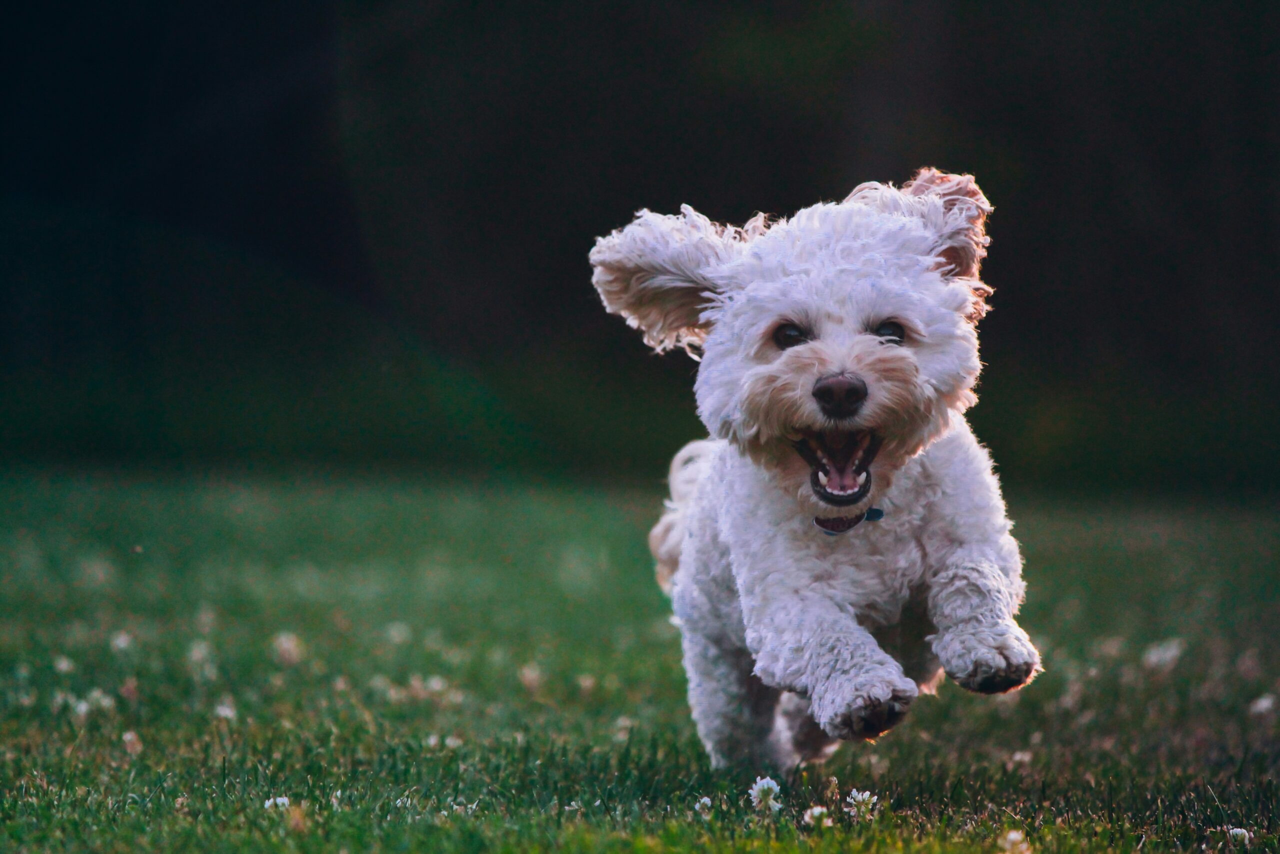 The 10 Best Dog Breeds for Apartments (That Actually Make Sense)