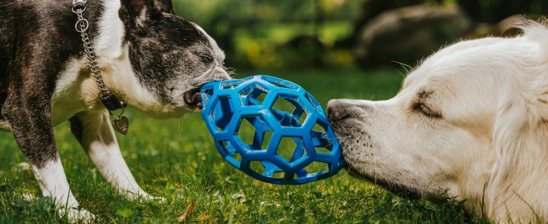Best Dog Toys for Solo Enrichment During Work Hours: A Safety-First Guide