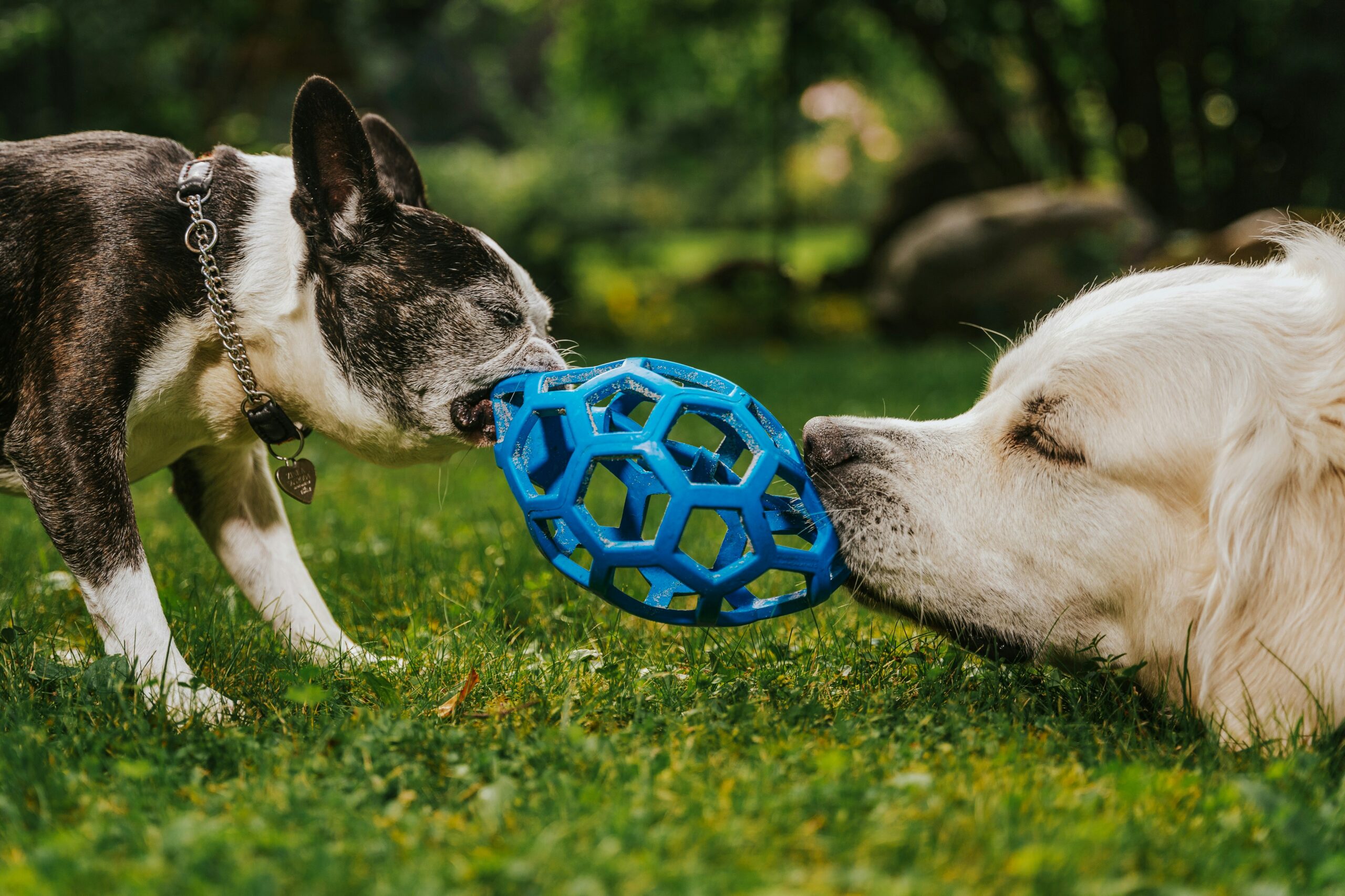 Best Dog Toys for Solo Enrichment During Work Hours: A Safety-First Guide