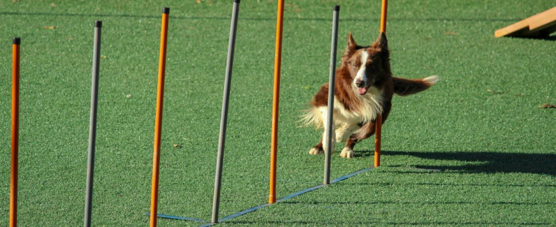 The Scientific Dog Training Method: An Evidence-Based Approach