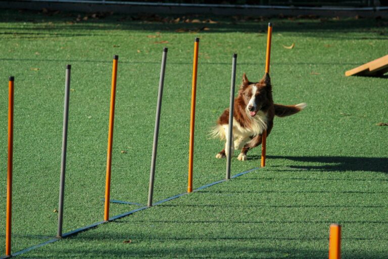The Scientific Dog Training Method: An Evidence-Based Approach