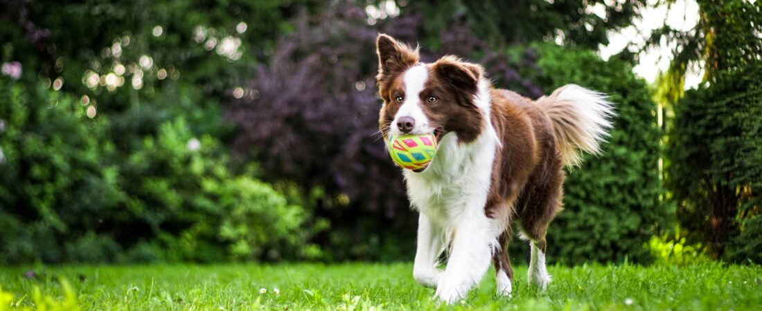 How to Train Your Dog on Your Own: A Complete Home Training Guide