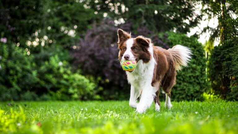 How to Train Your Dog on Your Own: A Complete Home Training Guide