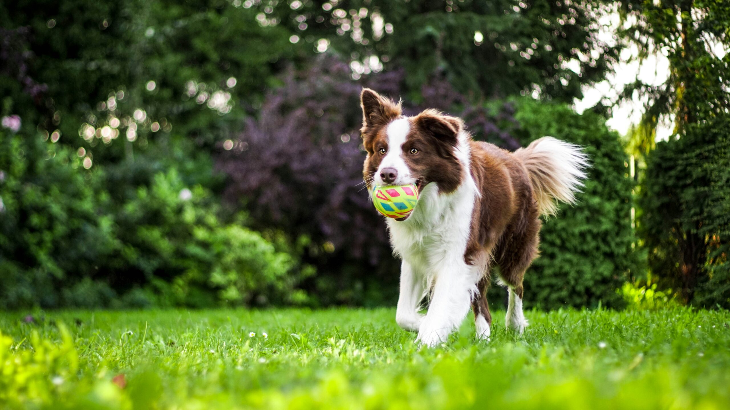 How to Train Your Dog on Your Own: A Complete Home Training Guide