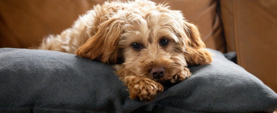 Goldendoodle Ownership: An Objective Guide to Pros, Cons, and Health Realities