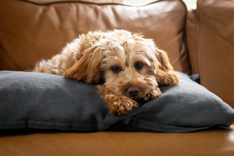 Goldendoodle Ownership: An Objective Guide to Pros, Cons, and Health Realities