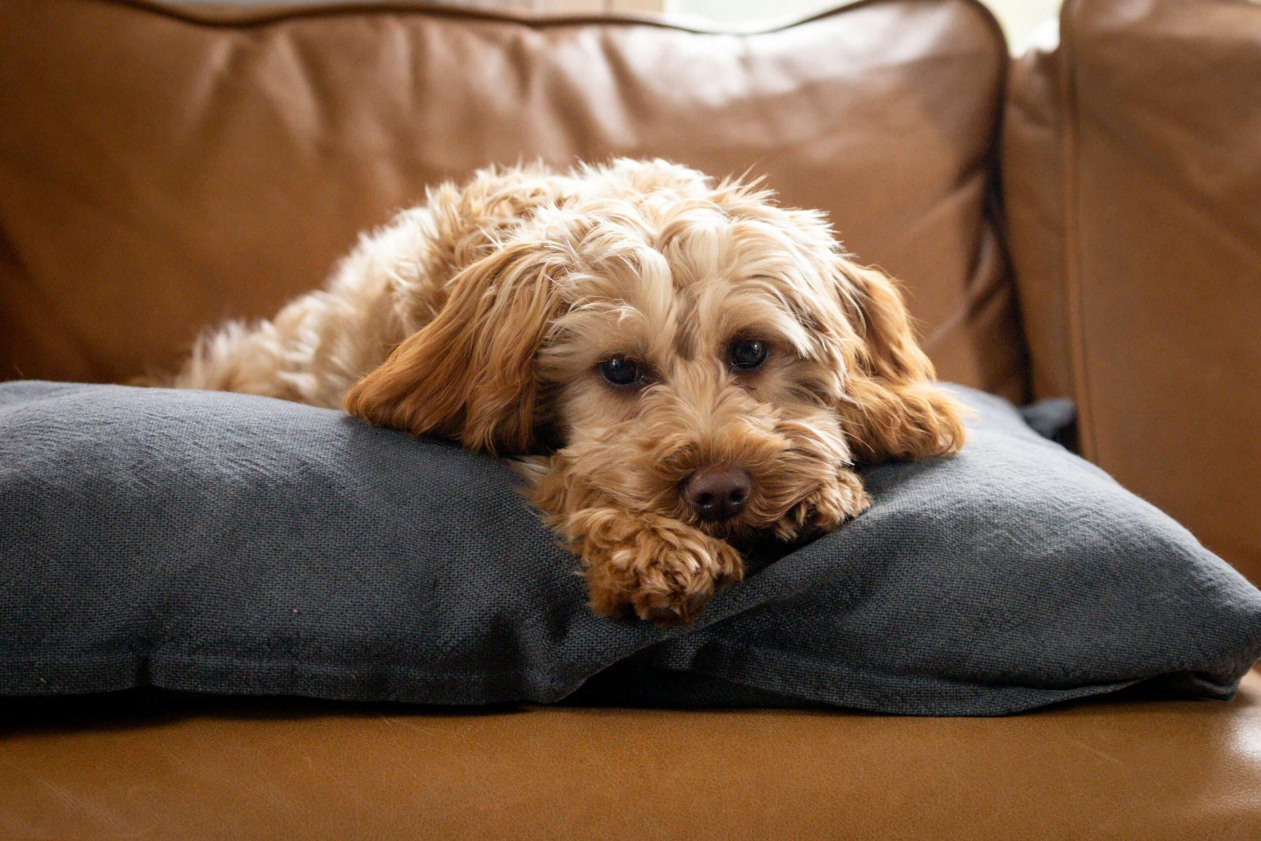 Goldendoodle Ownership: An Objective Guide to Pros, Cons, and Health Realities