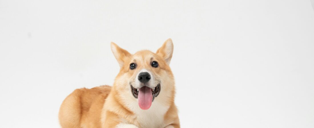 Top 10 Dog Breeds Best Suited for City Living in 2025