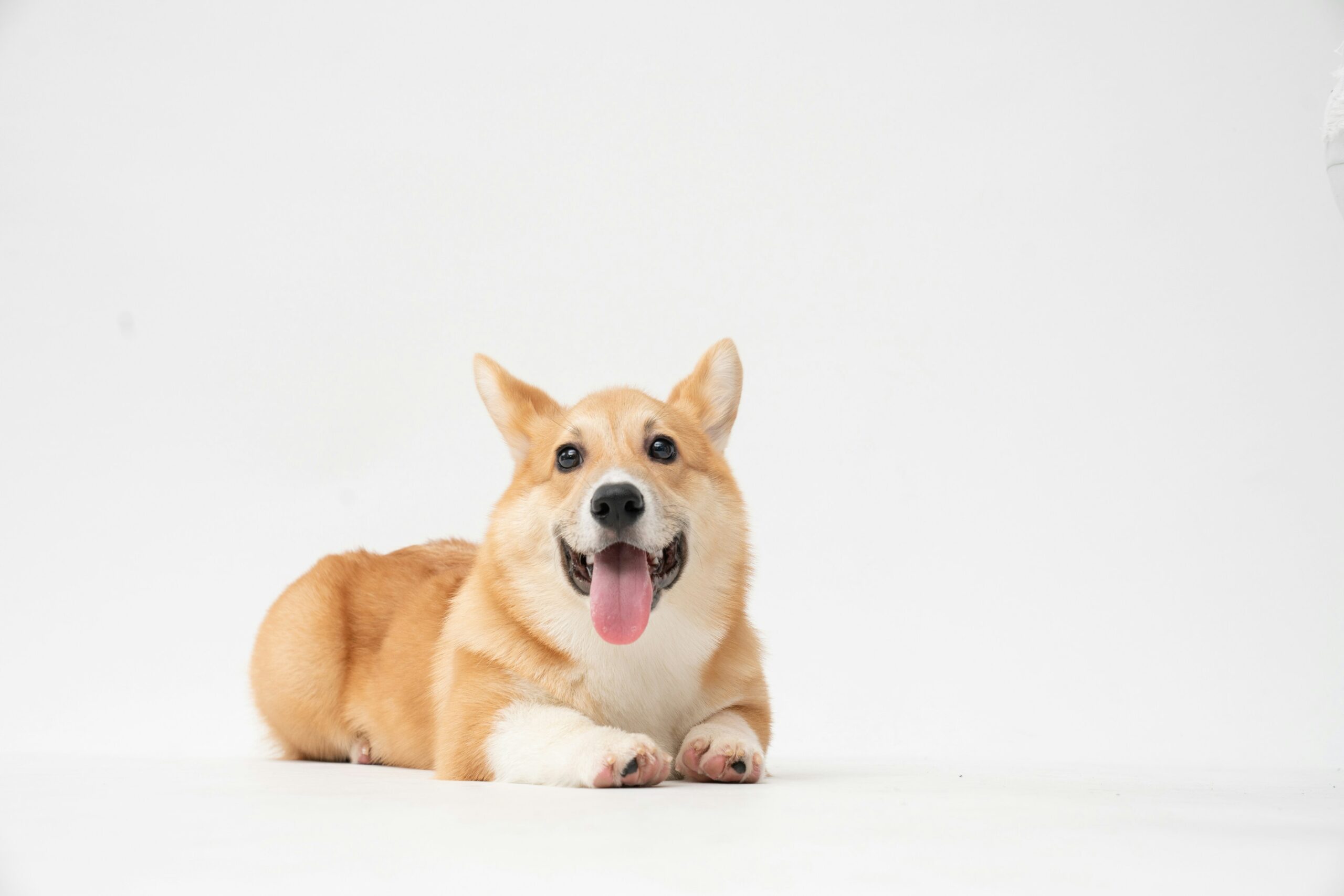 Top 10 Dog Breeds Best Suited for City Living in 2025