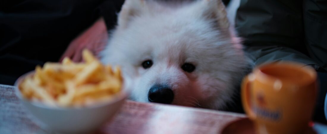 Can Dogs Drink Tea? Safety Guidelines and Toxicity Risks