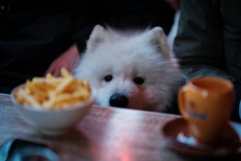 Can Dogs Drink Tea? Safety Guidelines and Toxicity Risks