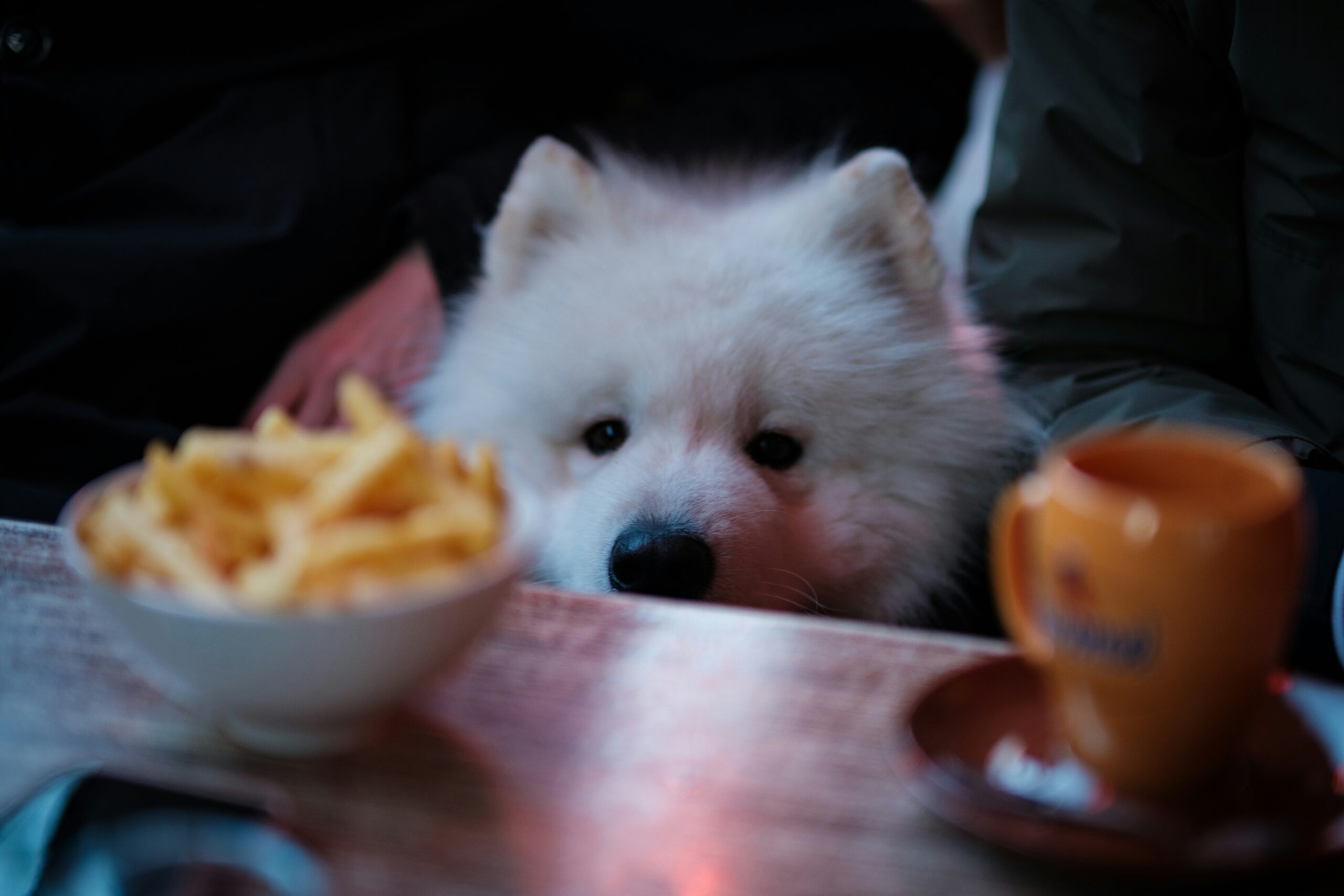 Can Dogs Drink Tea? Safety Guidelines and Toxicity Risks