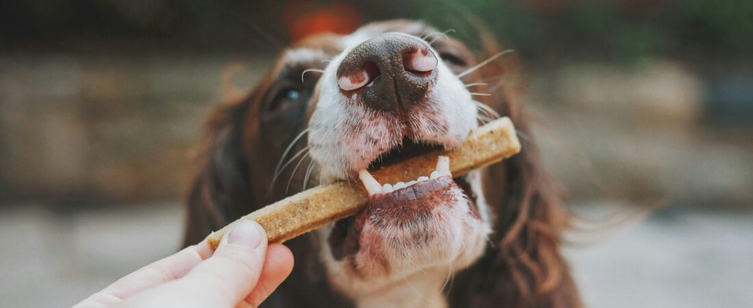 Can Dogs Eat Spinach? A Veterinary Nutrition Guide