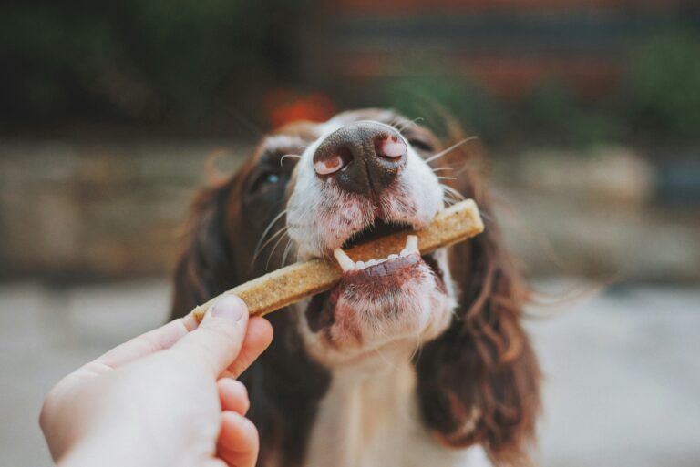 Can Dogs Eat Spinach? A Veterinary Nutrition Guide