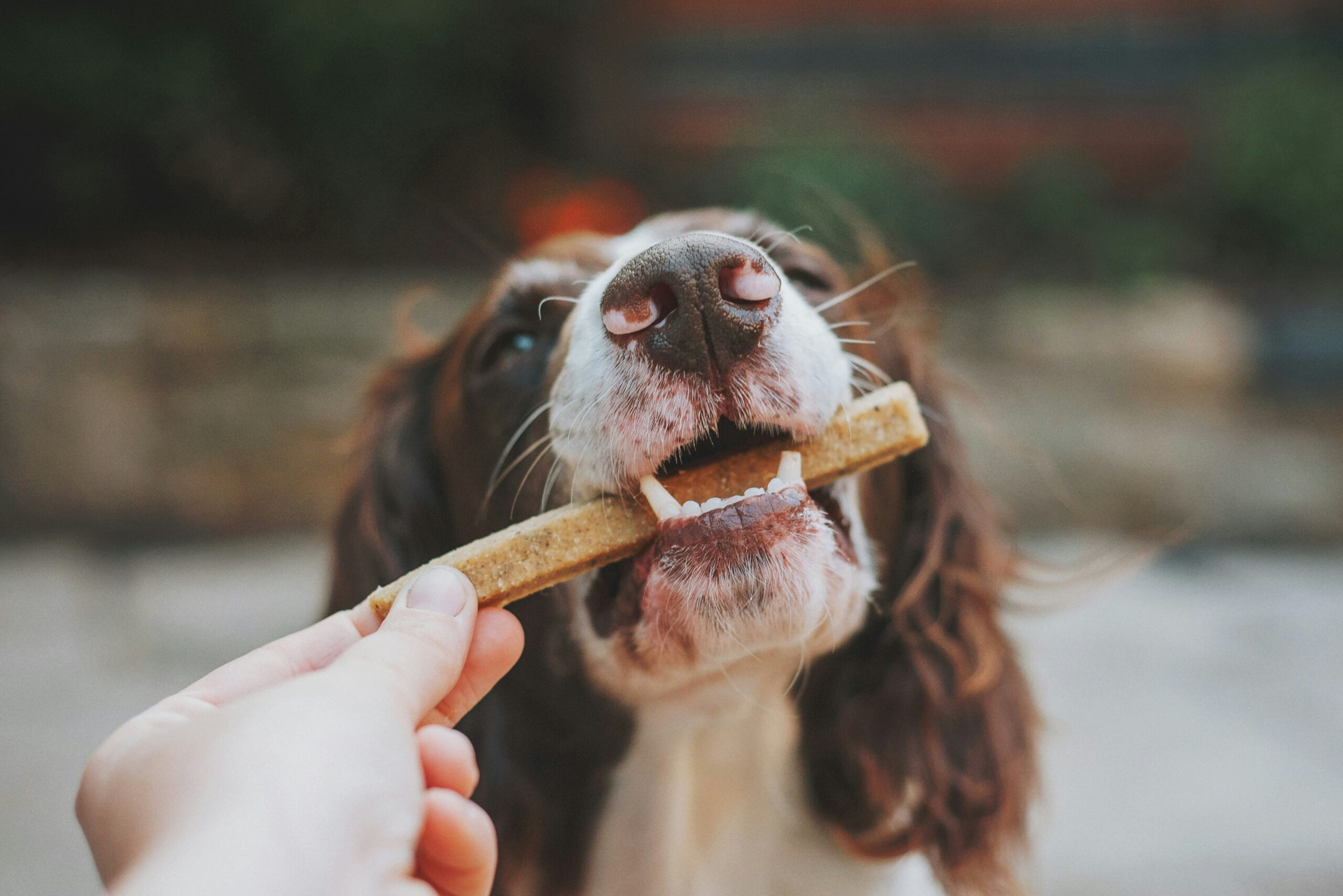 Can Dogs Eat Spinach? A Veterinary Nutrition Guide