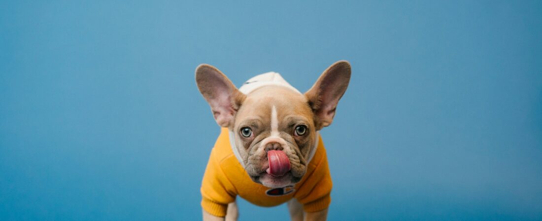 Can My Dog Drink Milk? Safety, Risks & Safe Alternatives