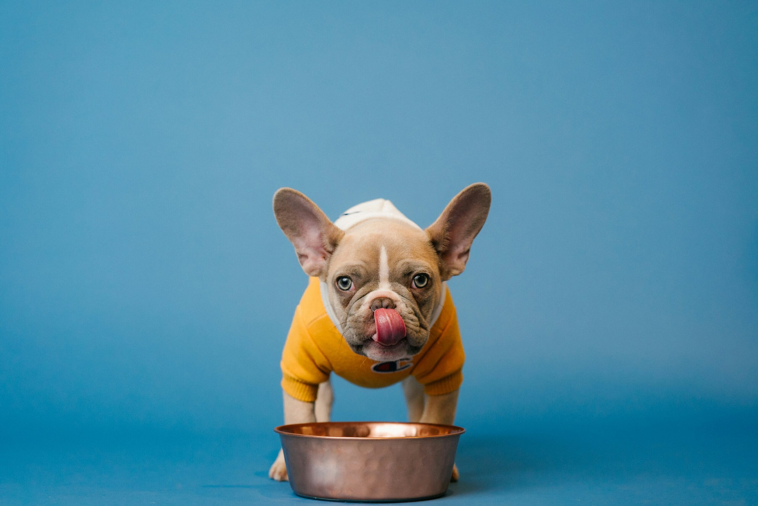Can My Dog Drink Milk? Safety, Risks & Safe Alternatives