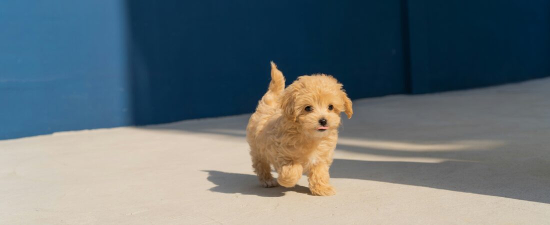 Top 10 Most Popular Dog Breeds in 2026: Trends and Considerations