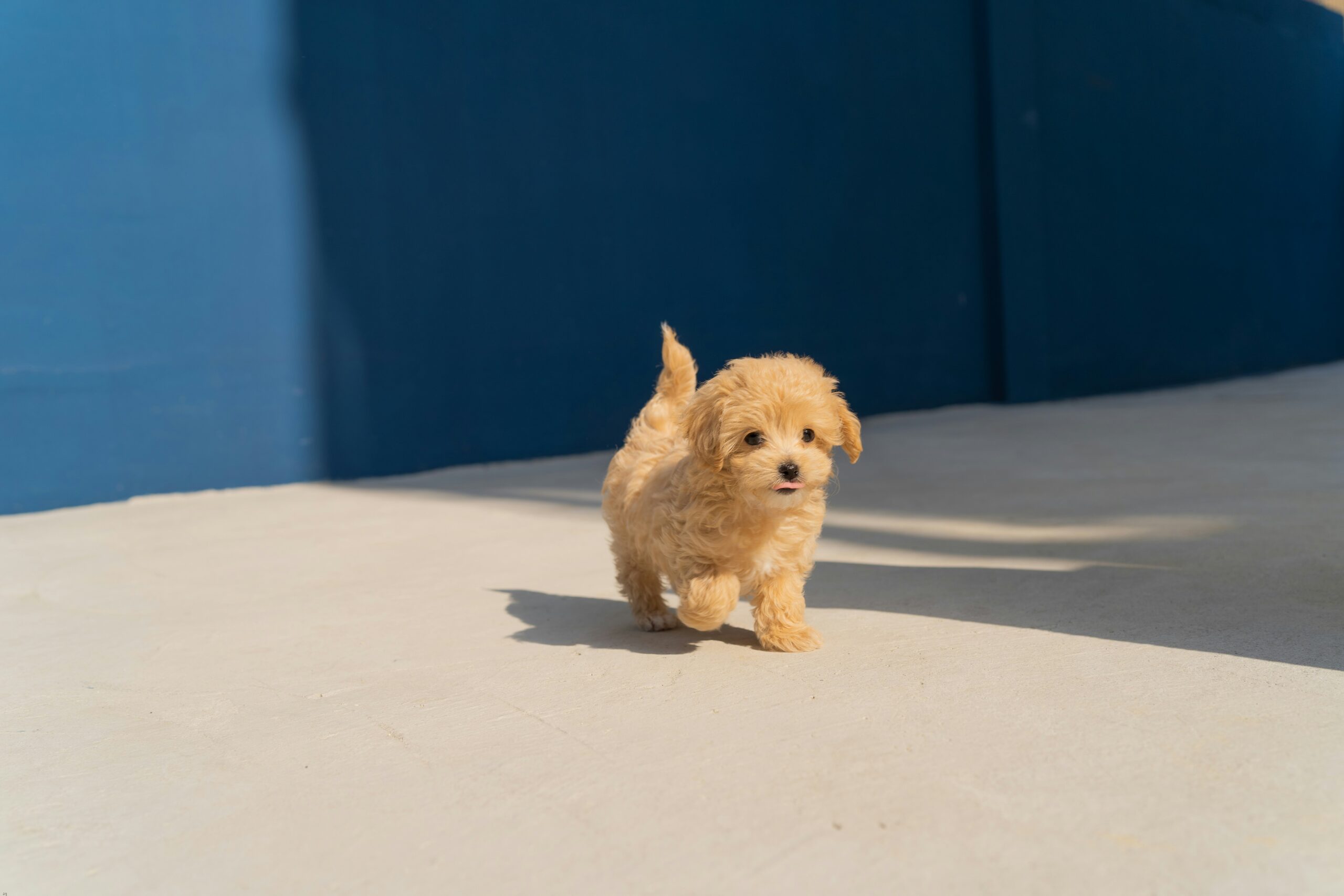 Top 10 Most Popular Dog Breeds in 2026: Trends and Considerations