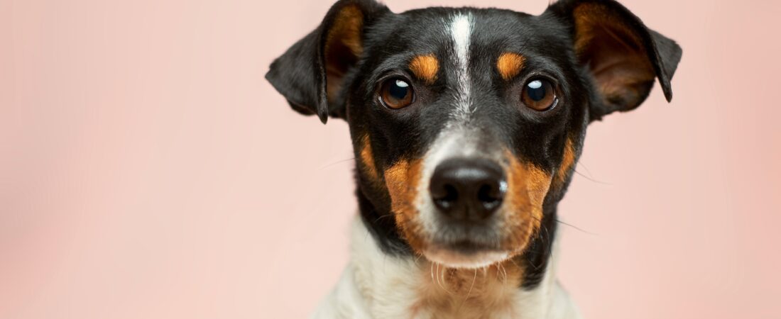 7 Ways to Give Back to Dogs in Your Community (No Foster Home Required)