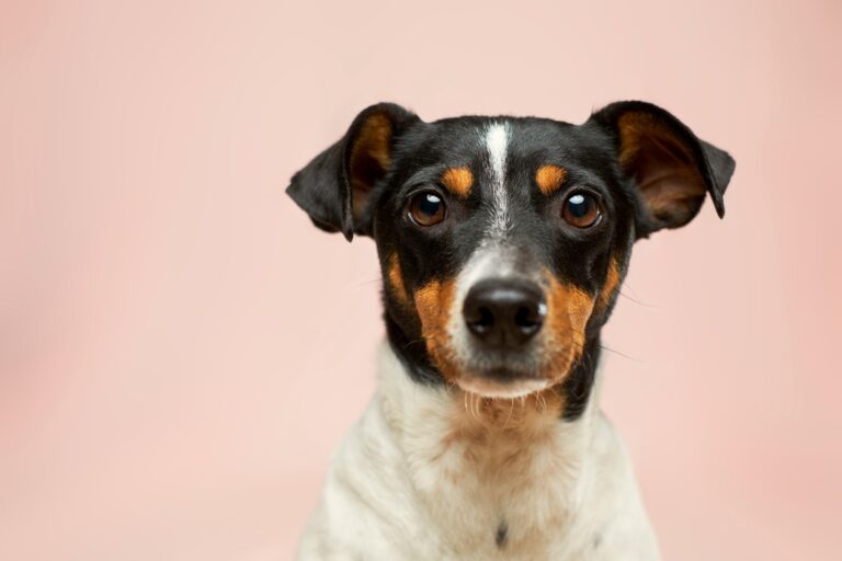 7 Ways to Give Back to Dogs in Your Community (No Foster Home Required)