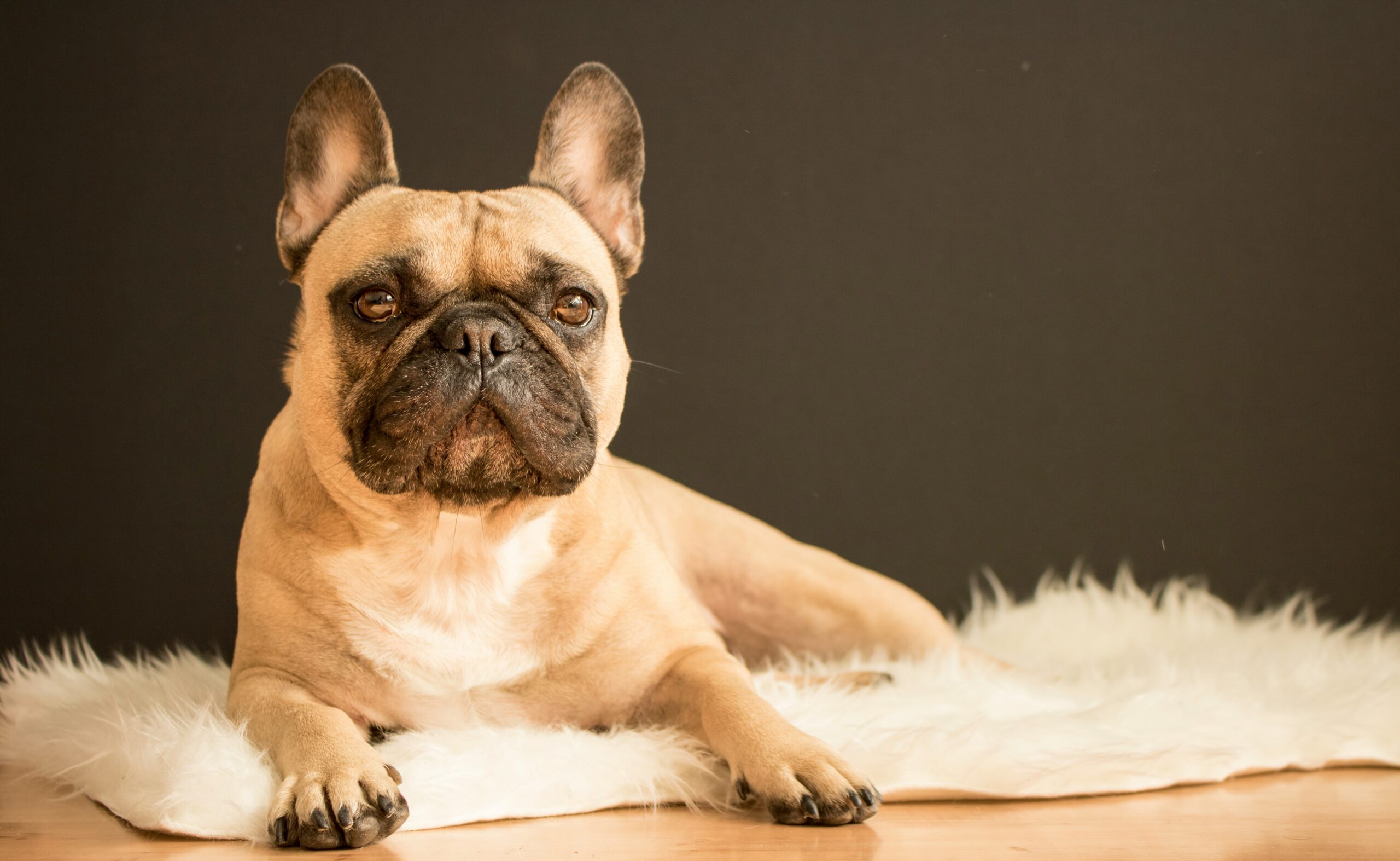 The French Bulldog: Personality, Care & What to Expect