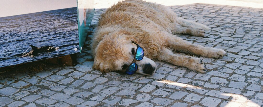 Eco-Friendly Dog Ownership: Simple Swaps for a Sustainable Pup Life