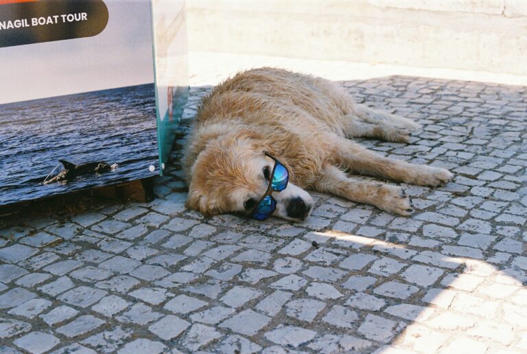 Eco-Friendly Dog Ownership: Simple Swaps for a Sustainable Pup Life