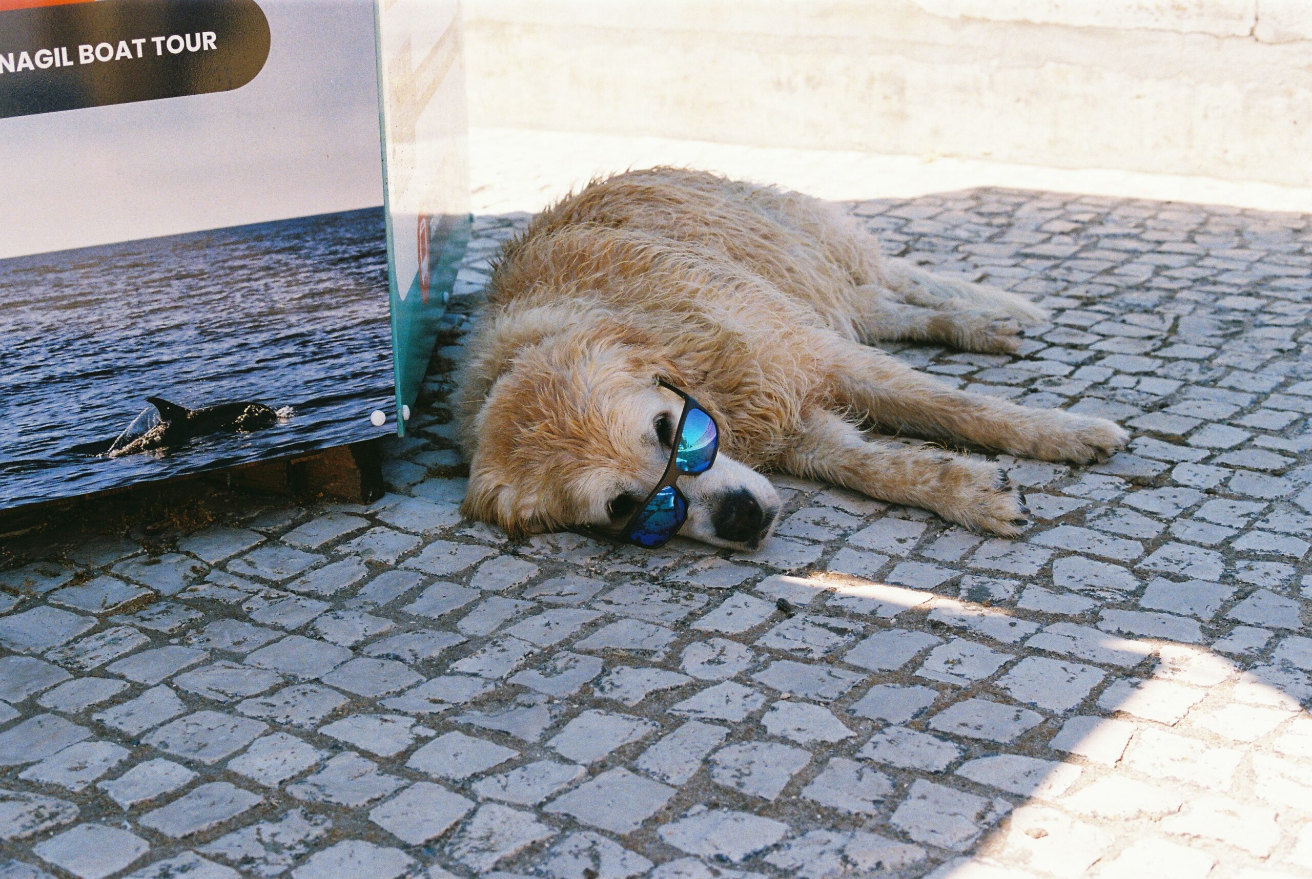 Eco-Friendly Dog Ownership: Simple Swaps for a Sustainable Pup Life